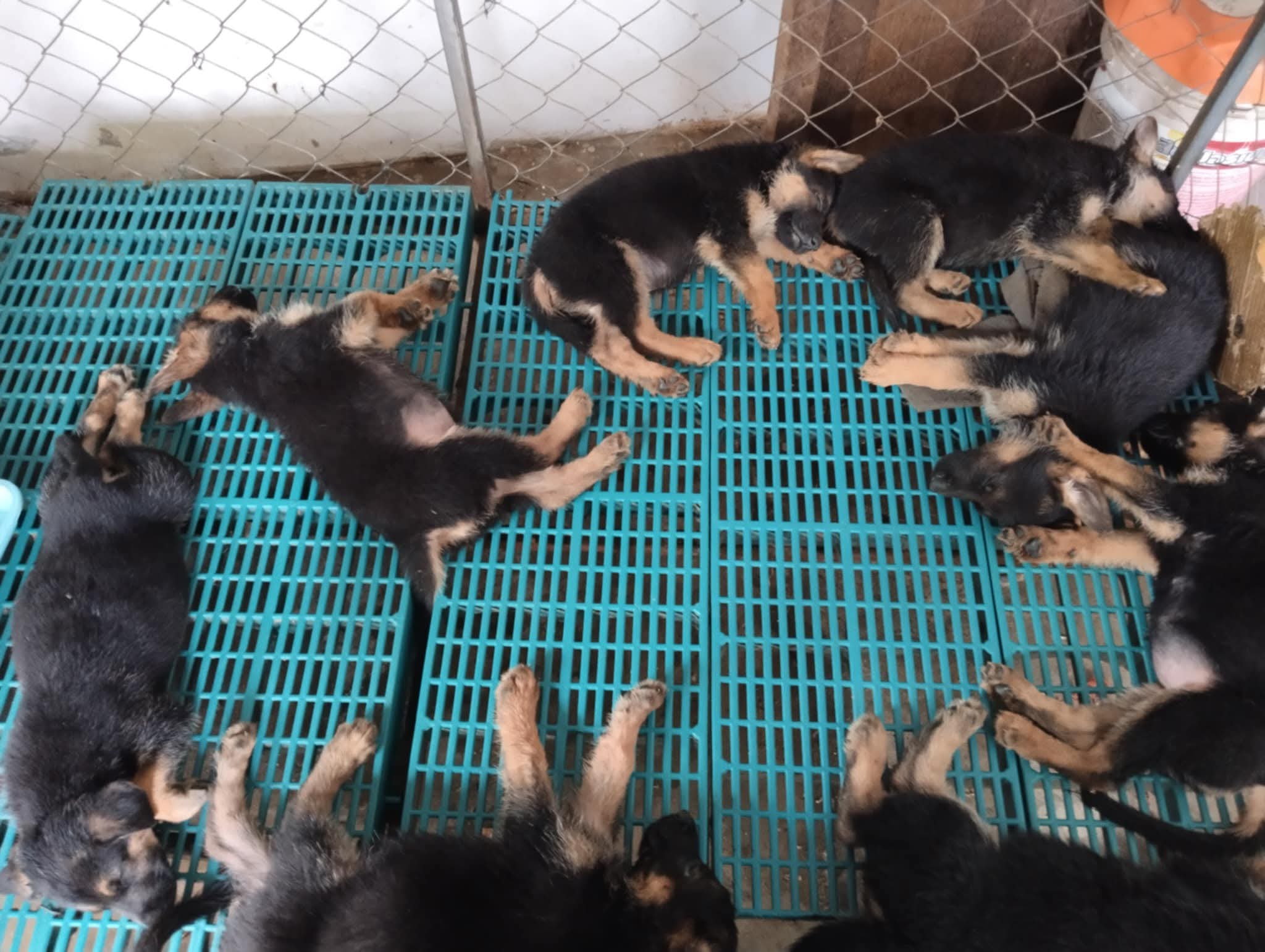 เยอรมันเชพเพิร์ตววยๆพรัอมจัดส่ง