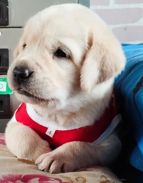 Labrador