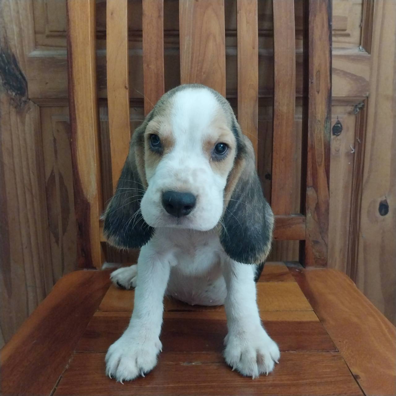 ลูกสุนัขบีเกิ้ลพันธุ์แท้