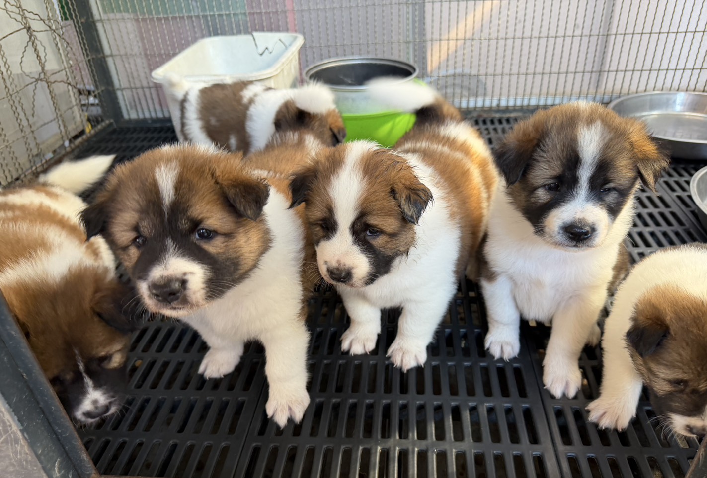 บางแก้วแท้