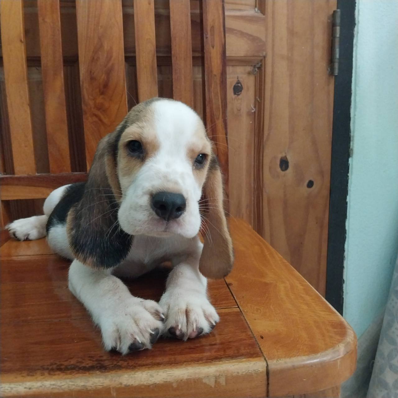 ลูกสุนัขบีเกิ้ลพันธุ์แท้