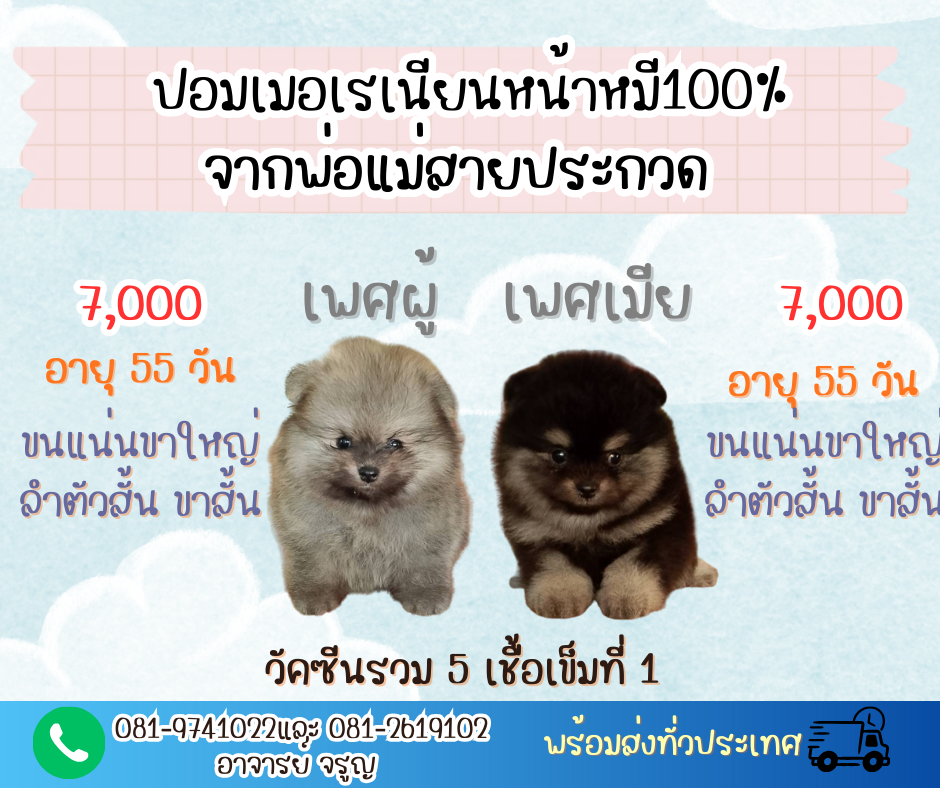 ลูกปอมฯพันธุ์แท้หน้าหมี