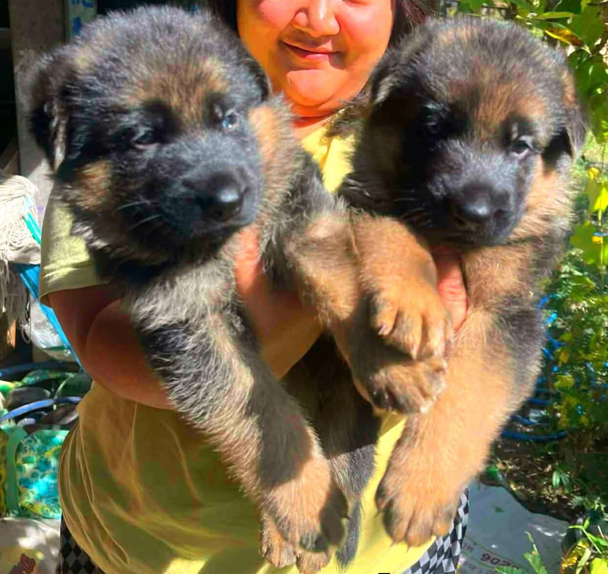 เยอรมันเชพเพิร์ต