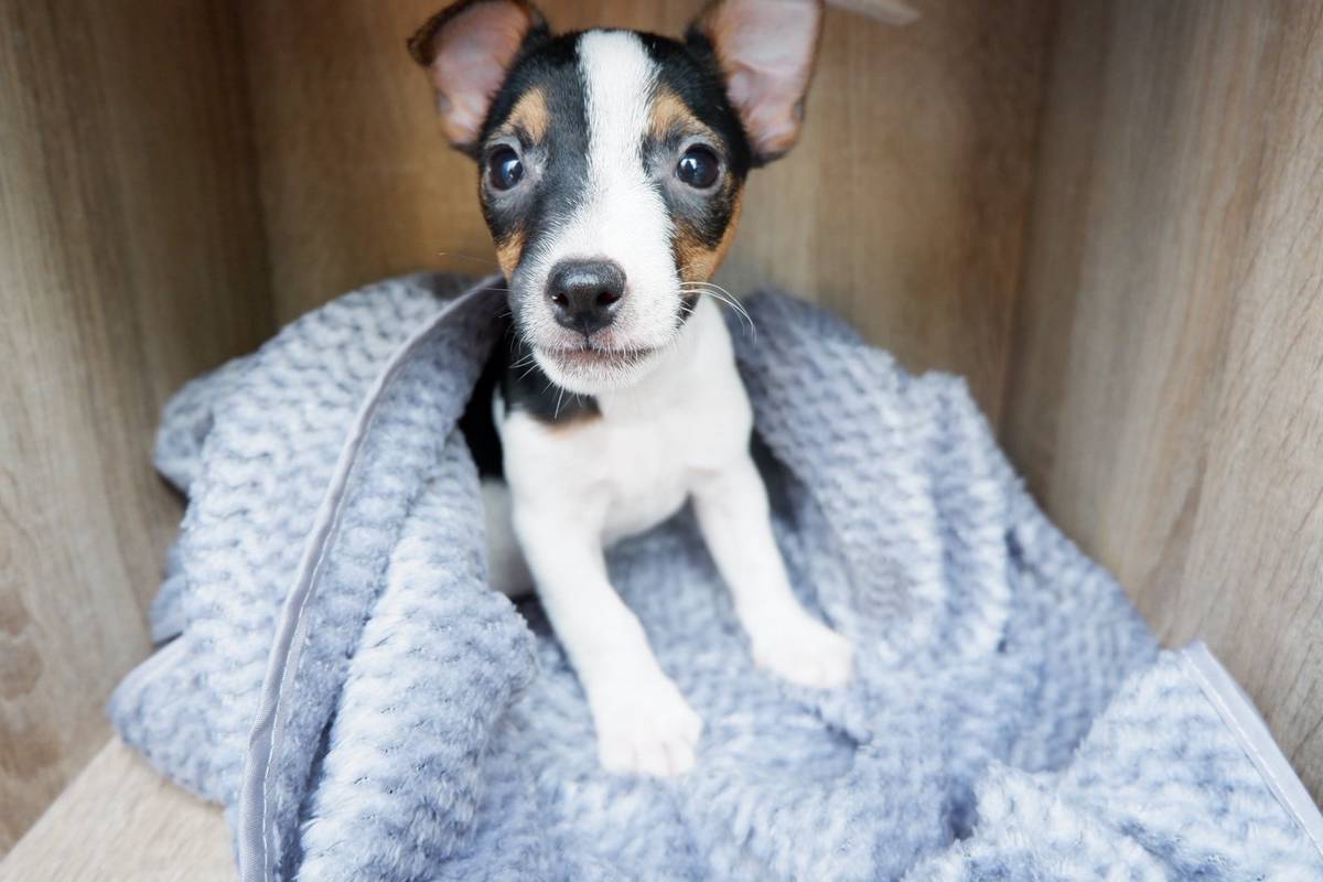 ลูกสุนัขแจ๊ครัสเซลล์พันธุ์แท้