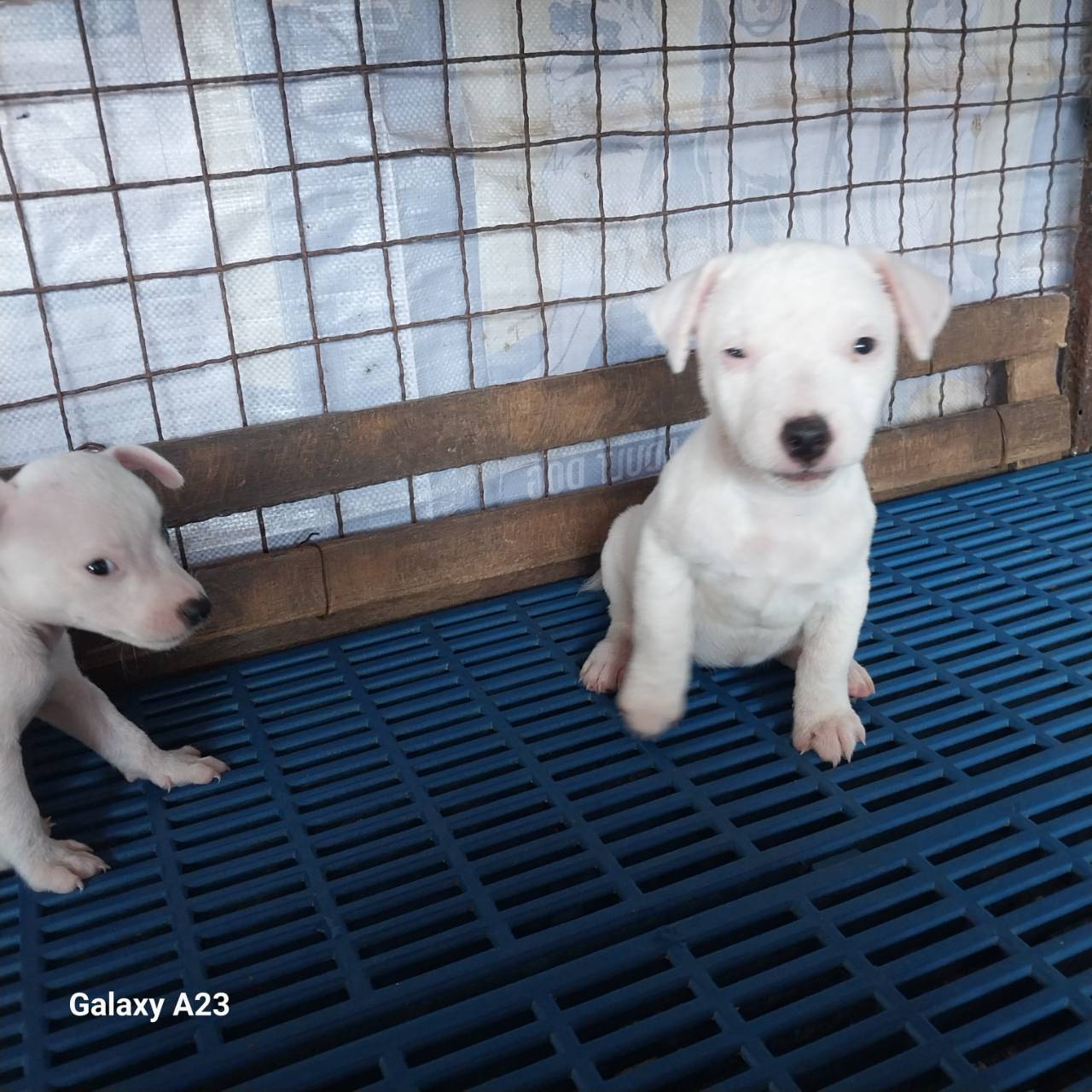 ลูกสุนัขแจ๊ครัสเซลล์พันธุ์แท้