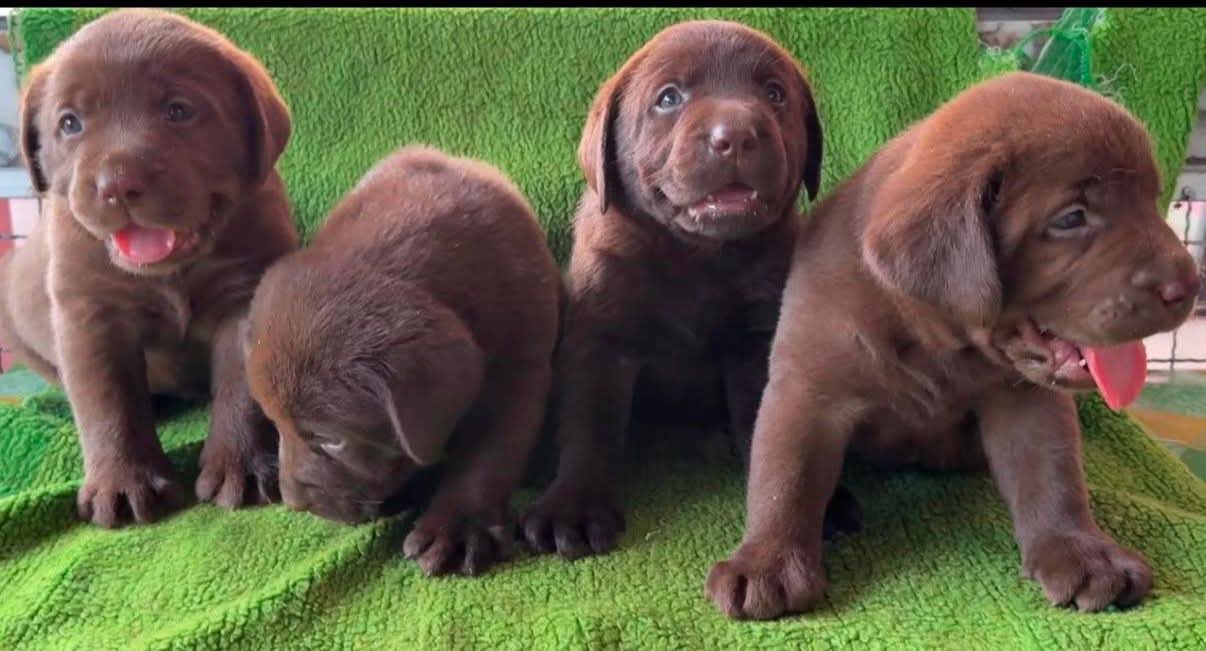 ลูกลาบราดอร์สายพันธูแทัสวยๆ