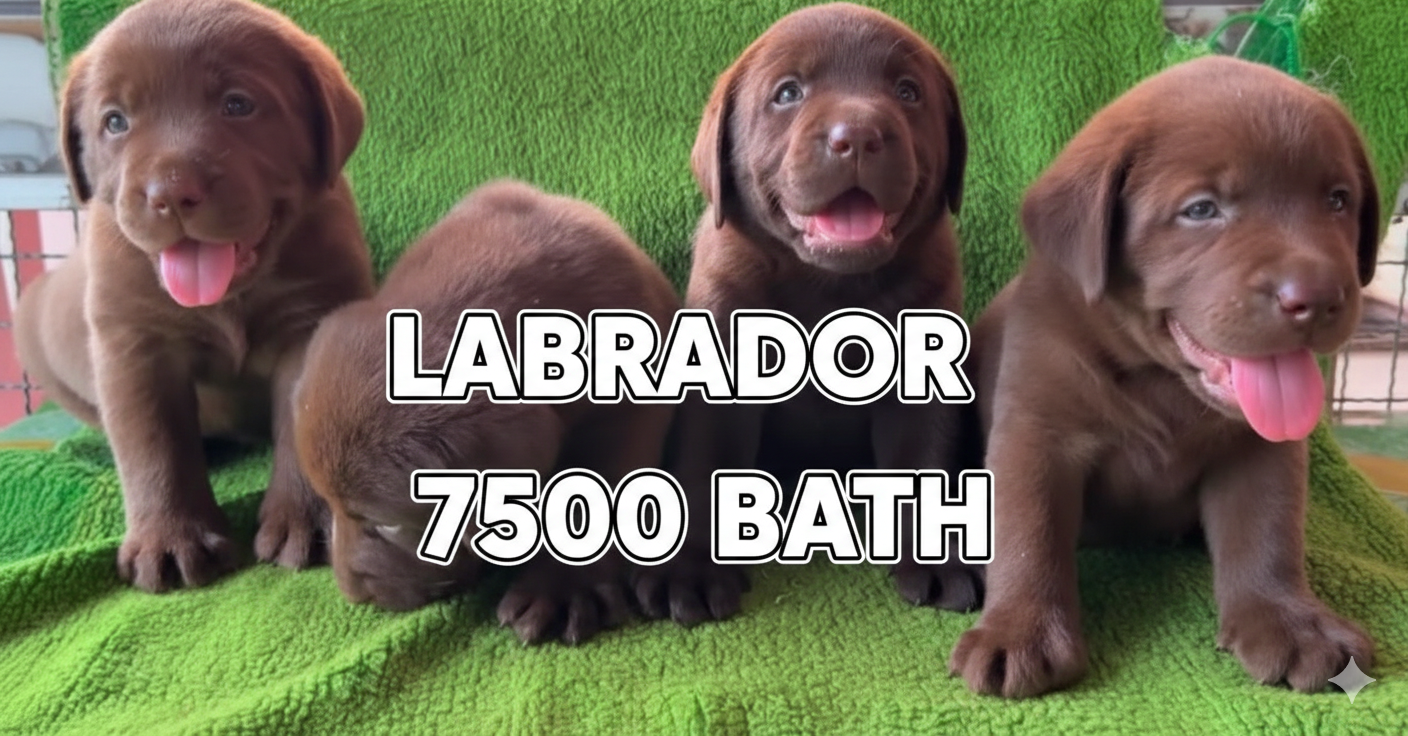 ลูกลาบราดอร์สายพันธุ์แทัสวยๆ