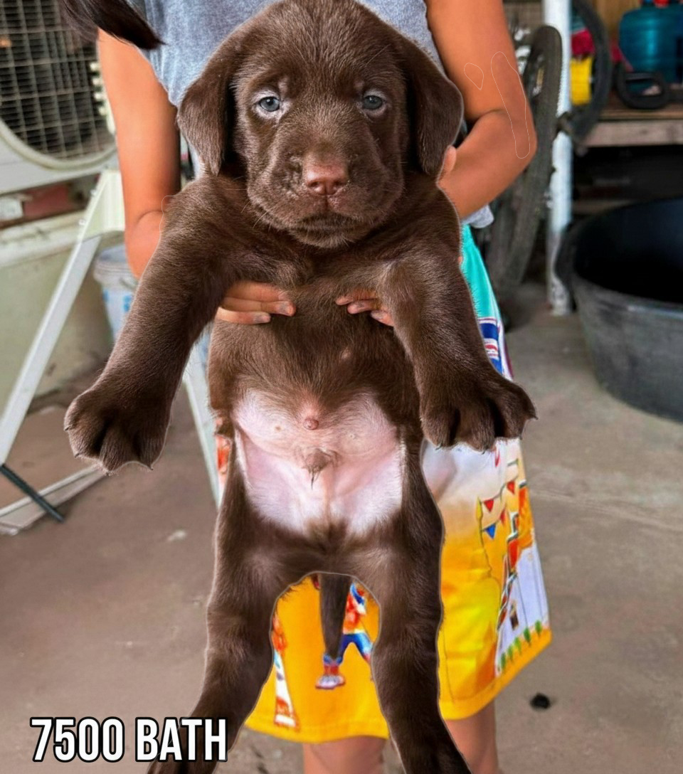 ลาบราดอร์