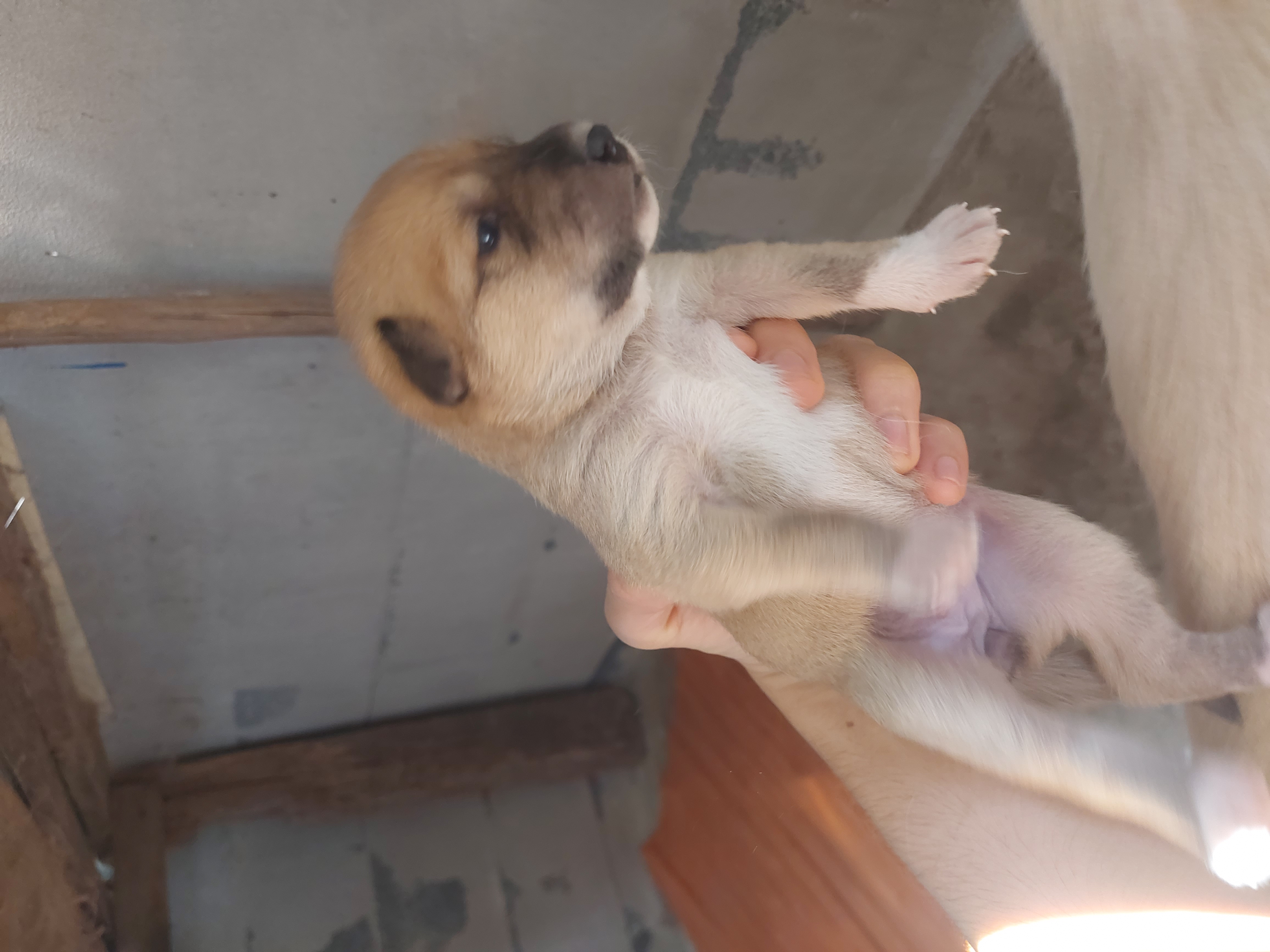 หาบ้านให้สุนัข