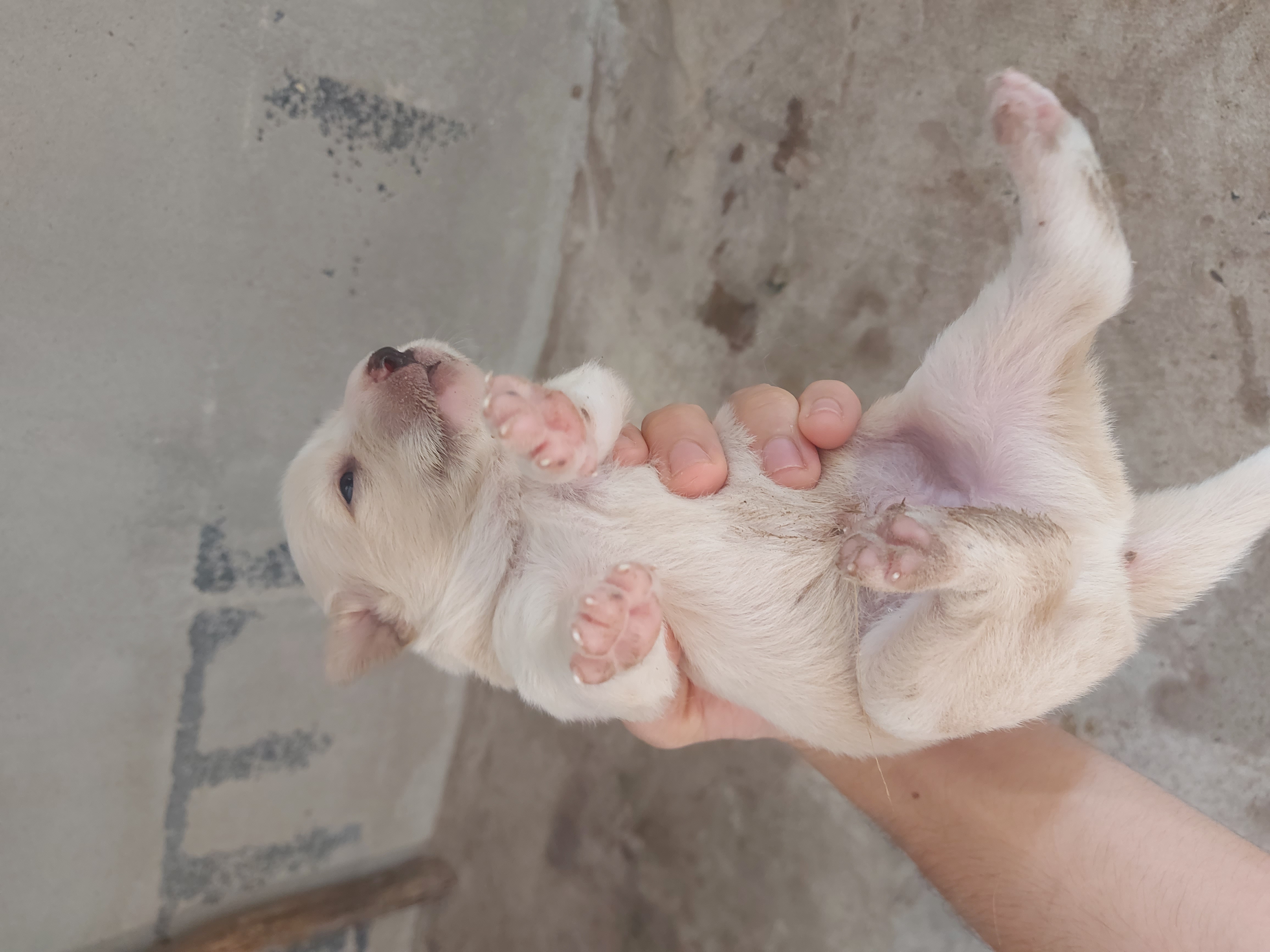 หาบ้านให้สุนัข