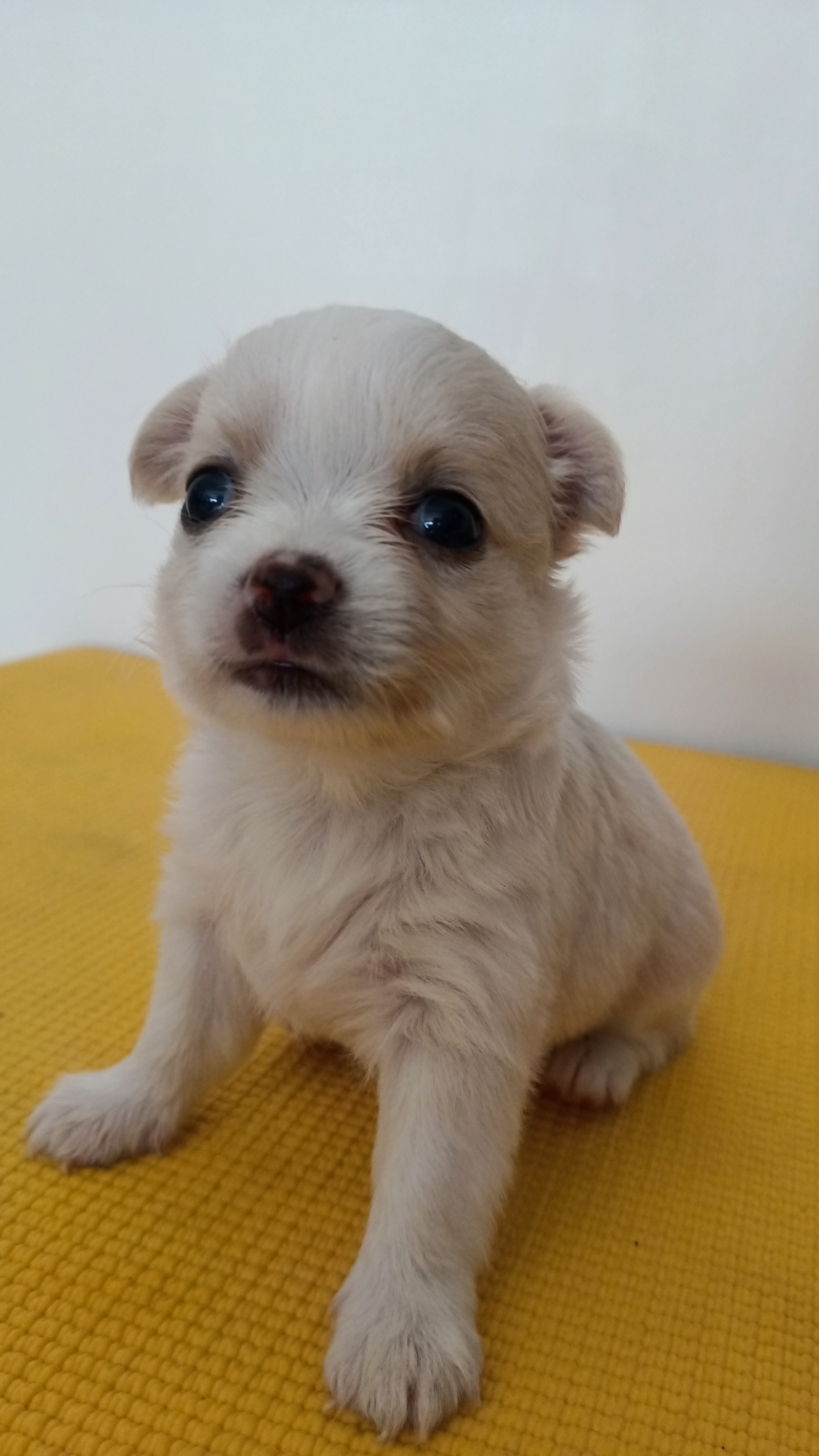 ชิวาวาแท้