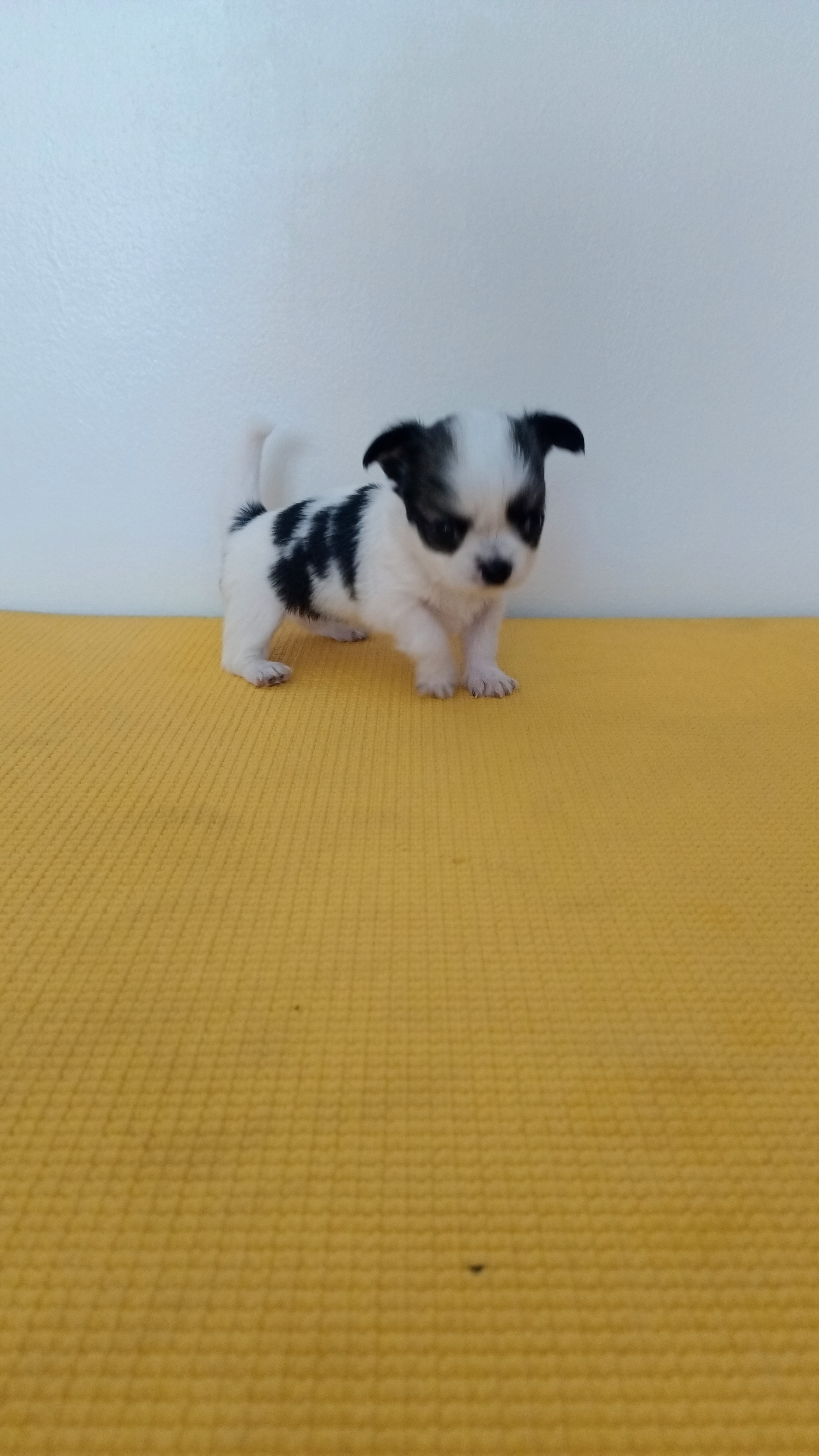 ชิวาวาแท้