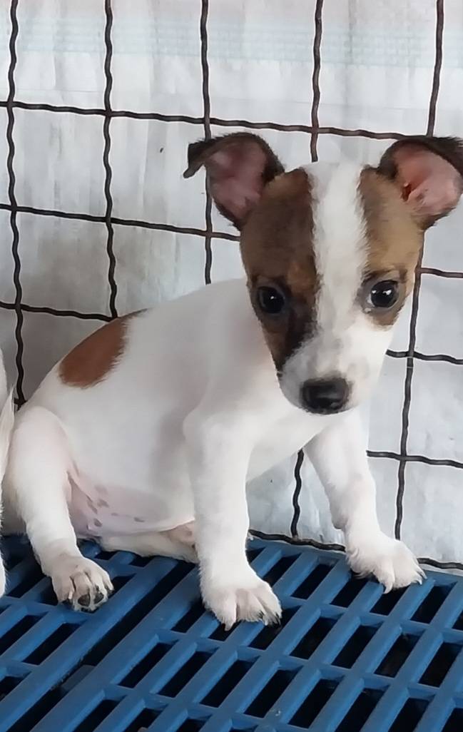 แจ๊ครัสเซลล์พันธุ์แท้