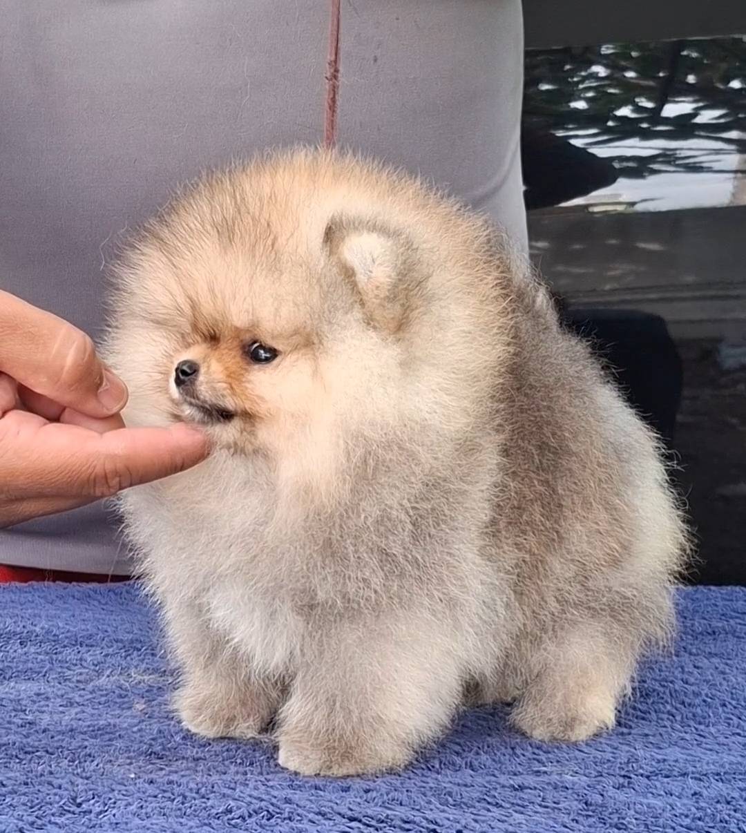 ปอมน้อยขนฟูๆจ้า