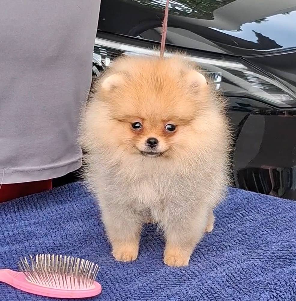 ปอมน้อยขนฟูๆจ้า