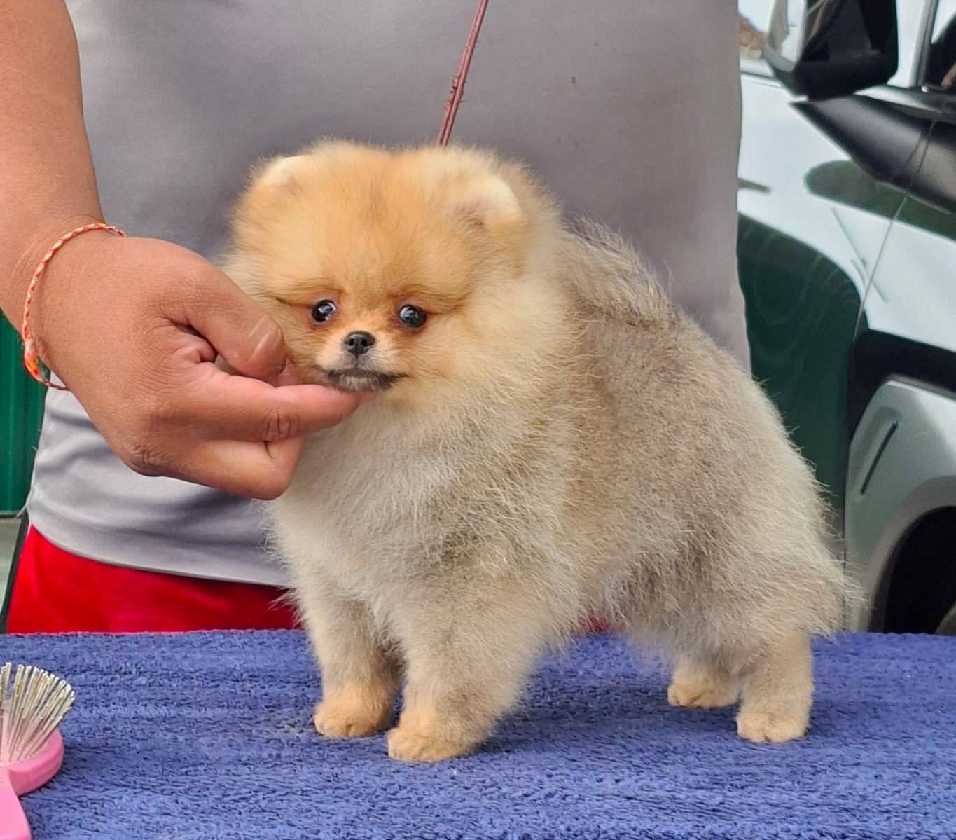 ปอมเมอเรเนียนเพศผู้