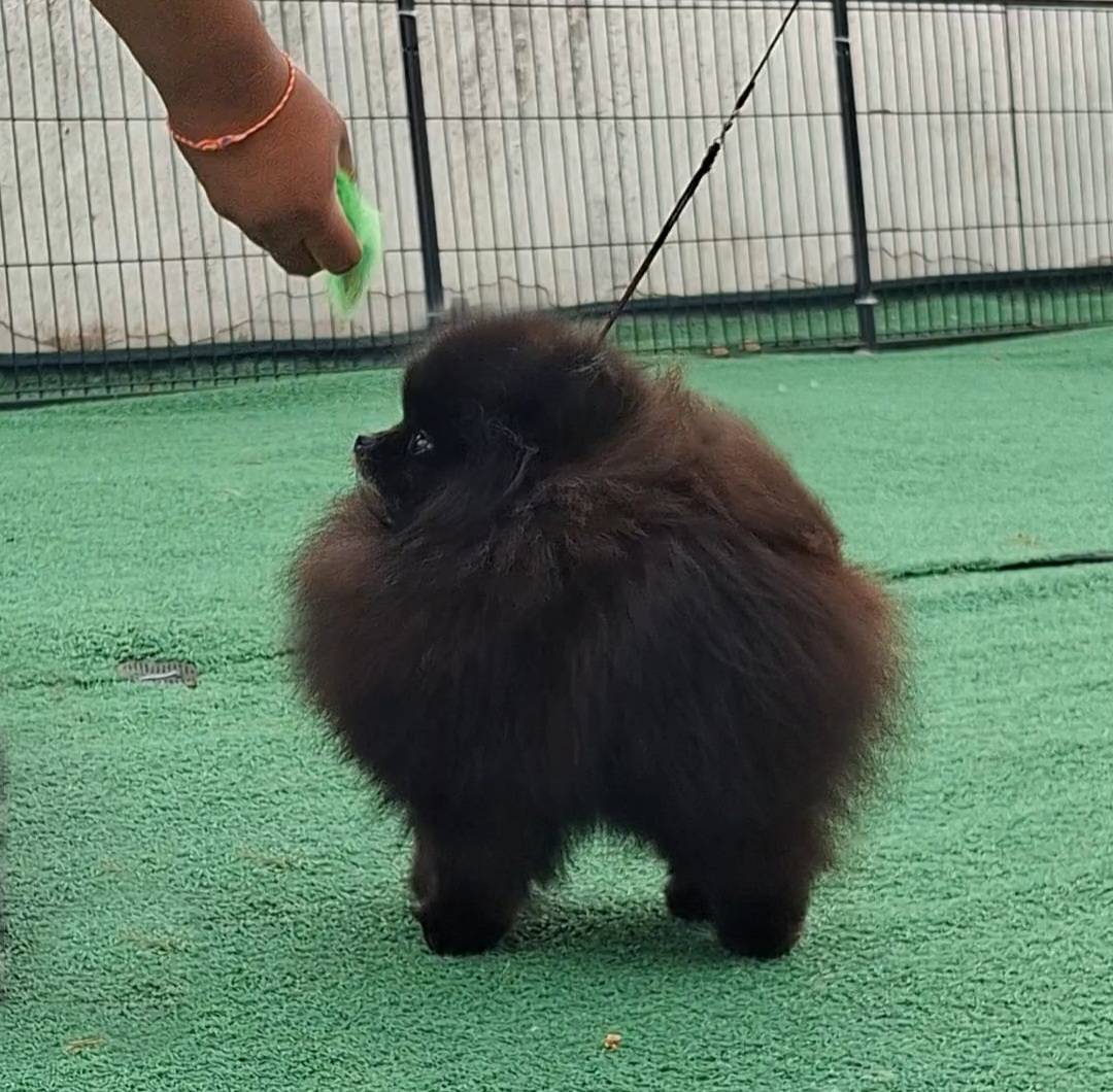 พ่อพันธุ์ปอมสีดำสายเลีอดแชมป์