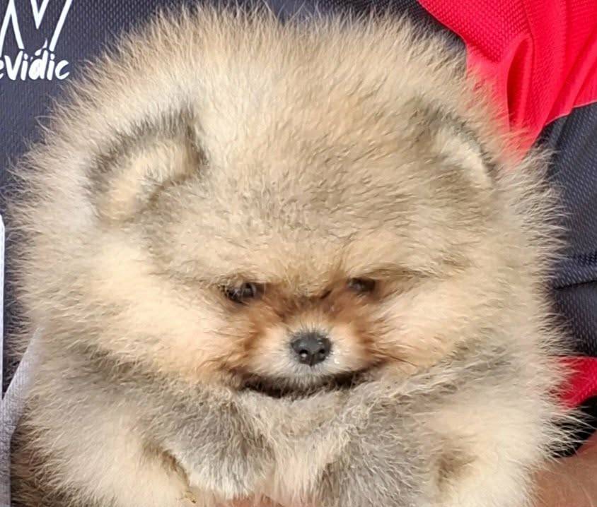 ลูกปอมคิ้วๆๆขนแน่นๆฟูๆจ้า