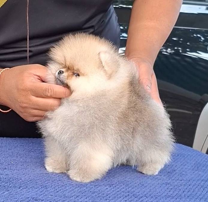 ลูกปอมเมอเรเนียนเพศผู้และเพศเมียพร้อมย้ายบ้านจ้า