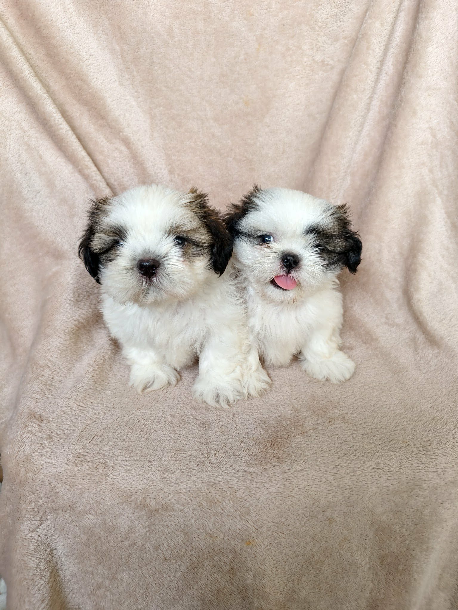 ชิสุแท้4500.-