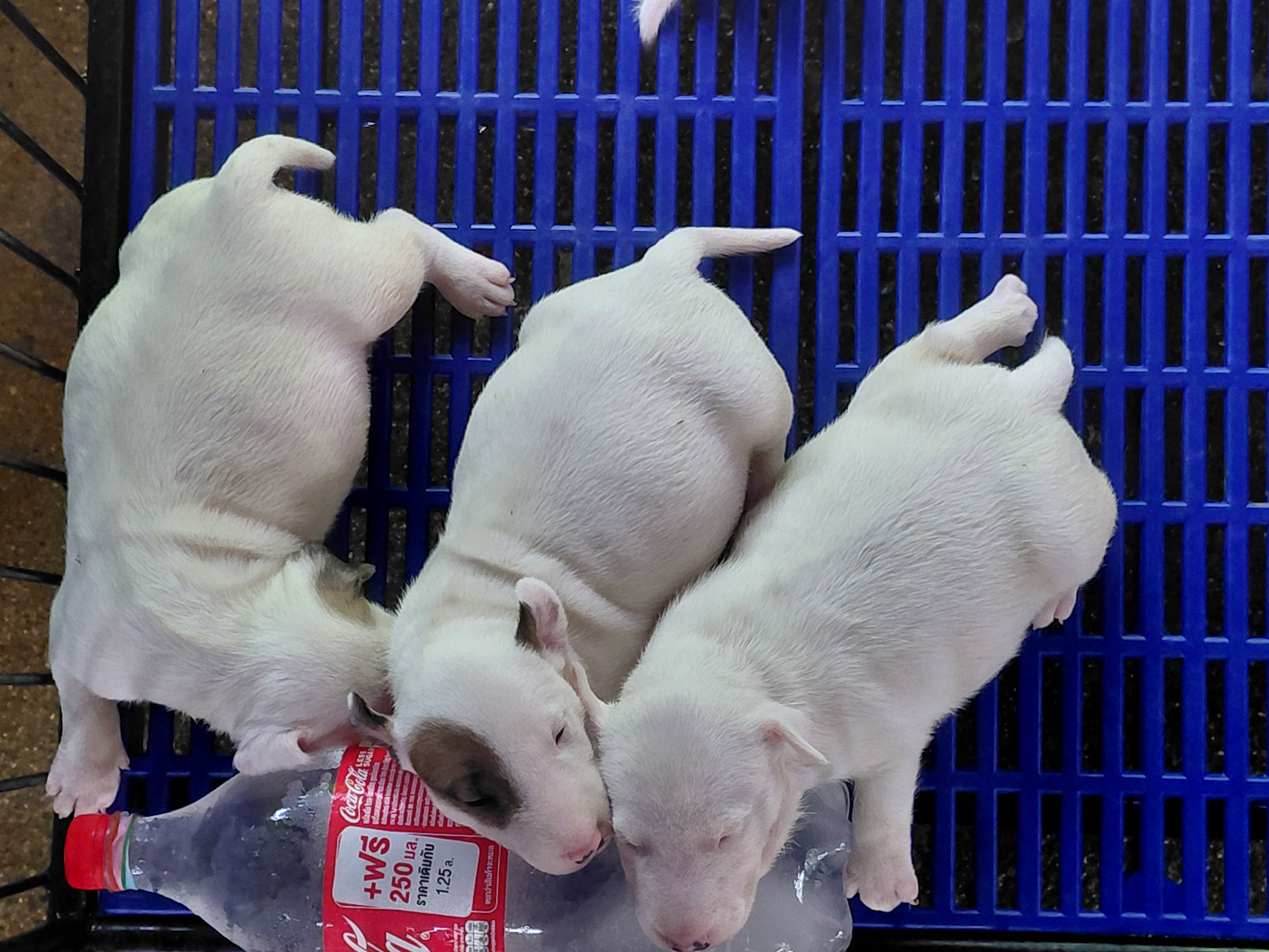 สุนัขบลูเทอเรีย