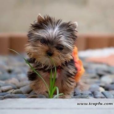 ยอร์คเชียร์เทอร์เรีย